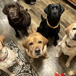 Labrador Retrievers from TMK Labradors