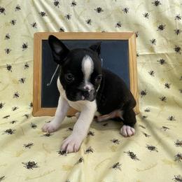 Nick - Brindle and white male Boston Terrier puppy in Fillmore, Illinois from Wind Hill Puppies