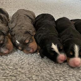 Bernedoodles from Lone Willow Bernedoodles