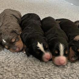 Bernedoodles from Lone Willow Bernedoodles