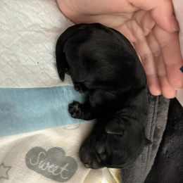 Puppies - Miniature Schnauzer