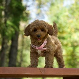 Lilo - Red and white female Cockapoo puppy in Deming, Washington from Heavenly Puppies to Love