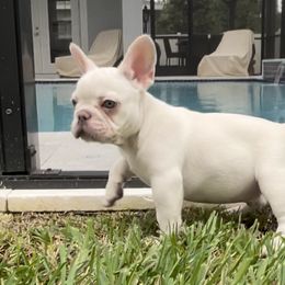 Boy 1 - French Bulldog puppy in Tampa, Florida from 5 Star Bullies