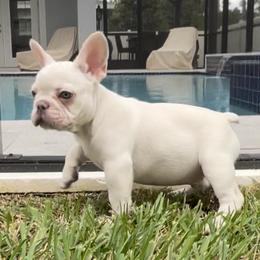 Boy 1 - French Bulldog puppy in Tampa, Florida from 5 Star Bullies