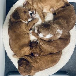 Goldendoodle Puppies from Graystone Doodles