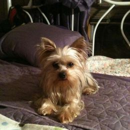 Yorkshire Terriers from Yorkie Angels Of Love