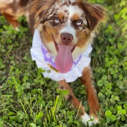 Blanche - Miniature Australian Shepherd