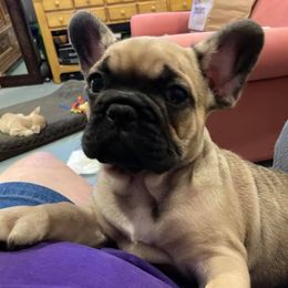 French Bulldog Puppies from Margaret Valentine