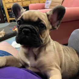 French Bulldog Puppies from Margaret Valentine