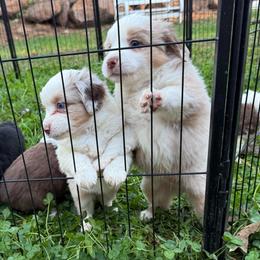 Fable - Red merle male Miniature Australian Shepherd puppy in Shingletown, California from Whiskeytown Aussies