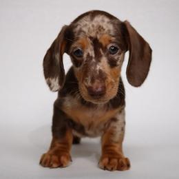 Kenny G - Dapple male Dachshund puppy in Red Bud, Illinois from Midwest Miniature Dachshunds