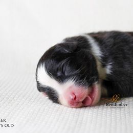 Australian Shepherd Puppies from RemEmber Australian Shepherds