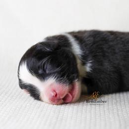 Australian Shepherd Puppies from RemEmber Australian Shepherds