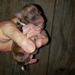 Tiny Tim - Chocolate and white male Chihuahua puppy in Nc, Florida from Brusseluv2
