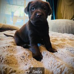 Timber - Chocolate male Labrador Retriever puppy in Penn Valley, California from High Quality Labrador Retrievers and French Bulldogs