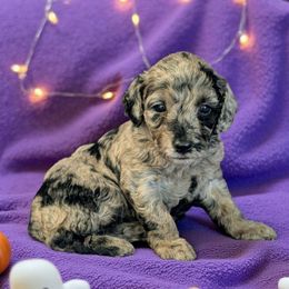 Carrie - Merle female Cockapoo puppy in Sparta, Missouri from Sis' Doodles & Poodles