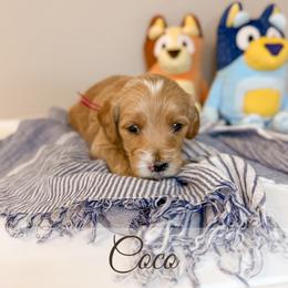 Coco - Cream female Goldendoodle puppy in Melba, Idaho from KZ Doodles