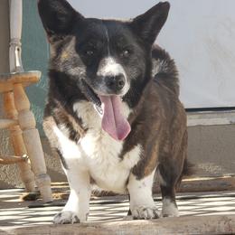 Sophie - Brindle and white female Cardigan Welsh Corgi puppy in Myton, Utah from Cardigan Corgi Cuties 💓