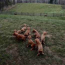 Wirehaired Vizsla Puppies from Cave Canis Kennels
