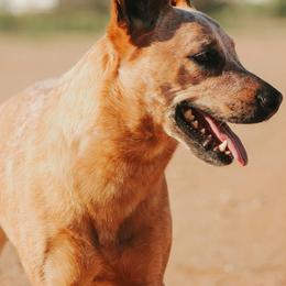 Whiskey - Australian Cattle Dog
