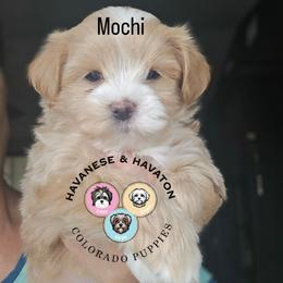 Mochi - Cream male Havanese puppy in New Castle, Colorado from Havanese Havaton Pups