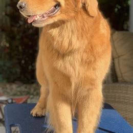 German Shepherd and Golden Retriever Puppies from Vom Bethel