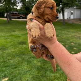 White Boy 1 - Dark golden male Golden Retriever puppy in Gillette, Wyoming from WyoGold Retrievers