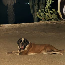 Nutella - Saint Bernard