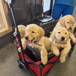 Golden Retriever Puppies from 255 Goldens