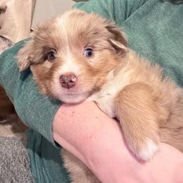 Porter - Red merle male Miniature Australian Shepherd puppy in Romney, West Virginia from South Branch Mini Aussies
