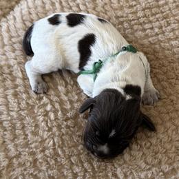 Wirehaired Pointing Griffon Puppies from Idleista Grand Chasseur