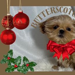 Butterscotch - Cream and white male Shih Tzu puppy in Hayden, Idaho from Phoenix Shih Tzu