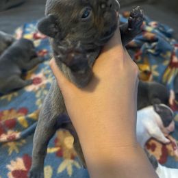 Girl 1 - Blue French Bulldog puppy in Pennsylvania from R & C French Bulldogs