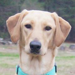 Crystal - Labrador Retriever