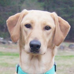 Crystal - Labrador Retriever