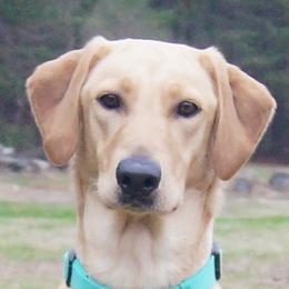 Crystal - Labrador Retriever