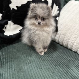 Raider - Blue merle male Pomeranian puppy in El Sobrante, California from Little Lovers Kennels, LLC