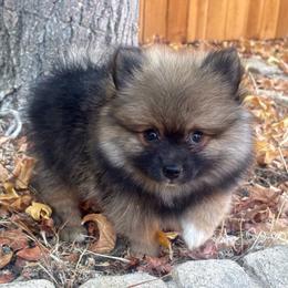Armani - Black and tan male Pomeranian puppy in Hercules, California from Foxx Dior Poms