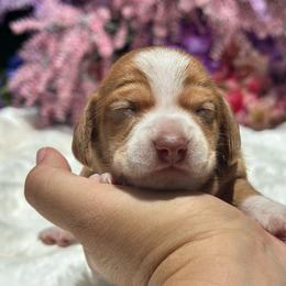 Barnacle ( Barney) short hair - Red male Dachshund puppy in Lakeland, Florida from Elite Doxies Florida