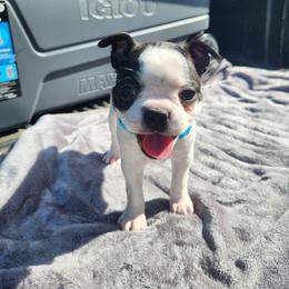 Teal Collar - Seal brindle and white female Boston Terrier puppy in Shreveport, Louisiana from Cristi's Port Bostons, LLC