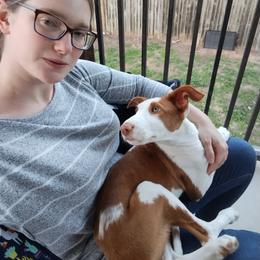 Ibizan Hound Puppies from AirO'Doe Ibizans