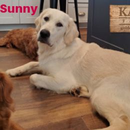 Goldendoodle All Grown Up from Kaosfarm Goldendoodles