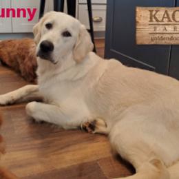 Goldendoodle All Grown Up from Kaosfarm Goldendoodles