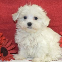 Aussiedoodles, Maltese, Maltipoos, Morkies, Yorkipoos, and Yorkshire Terriers from X-F Kennels