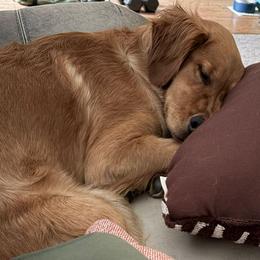 Rhu (Ruby) - Dark golden female Golden Retriever puppy in Tenino, Washington from Oak River Goldens'