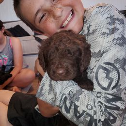 Assorted Doodle Crosses Puppies from Texas Hometown Dogs