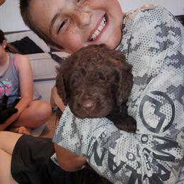 Assorted Doodle Crosses Puppies from Texas Hometown Dogs