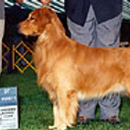 Golden Retrievers from GambitGoldens