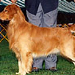 Golden Retrievers from GambitGoldens