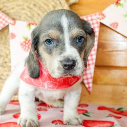Bear - Blue tan and white male Basset Hound puppy in Antlers, Oklahoma from Rocking H